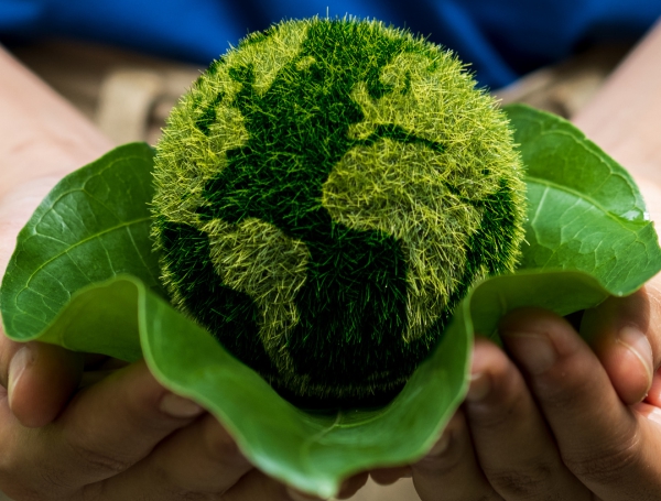 Teaching Kids About Forest Regeneration