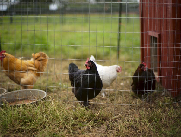 Raising Chickens:  A Noteworthy Teaching Success Through Chicken Husbandry