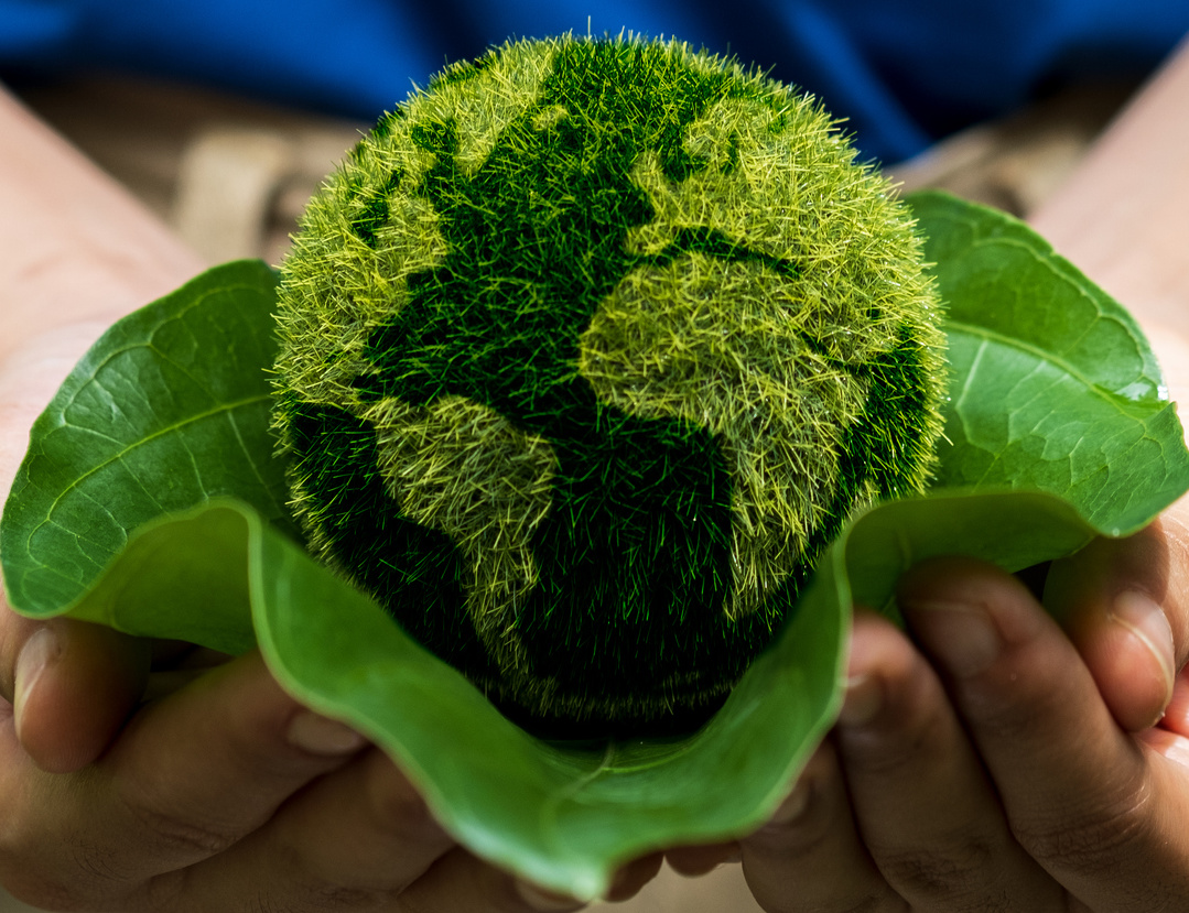 Teaching Kids About Forest Regeneration