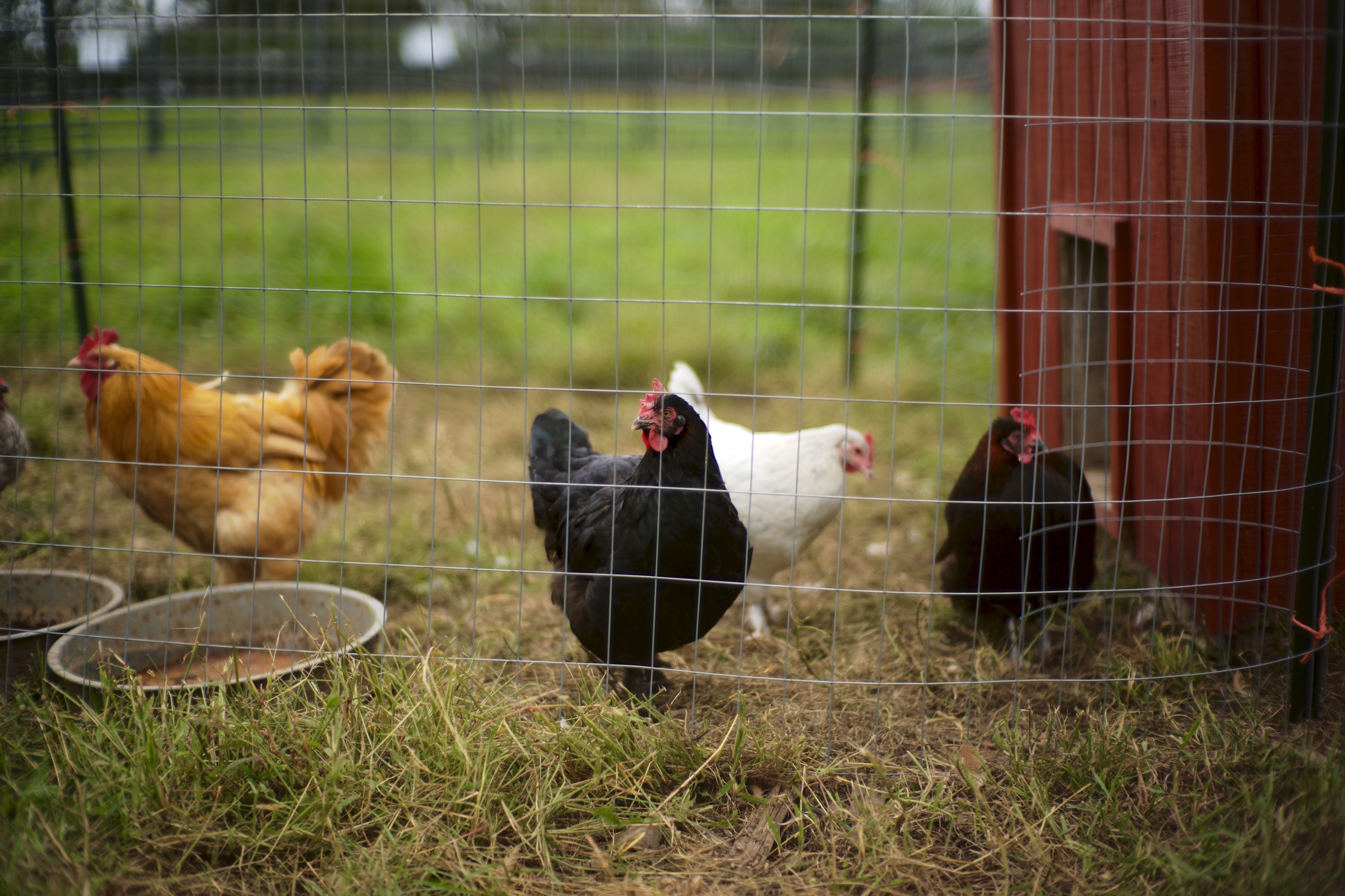 Blog Raising Chickens A Noteworthy Teaching Success Through Chicken,White Russian Drink